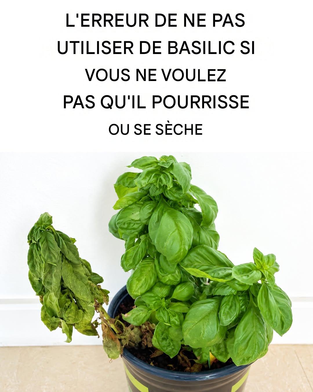Pourquoi les plants de basilic achetés au supermarché sèchent-ils toujours une fois à la maison ?