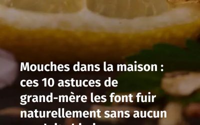 Mouches dans la maison : ces 10 astuces de grand-mère les font fuir naturellement sans aucun produit chimique