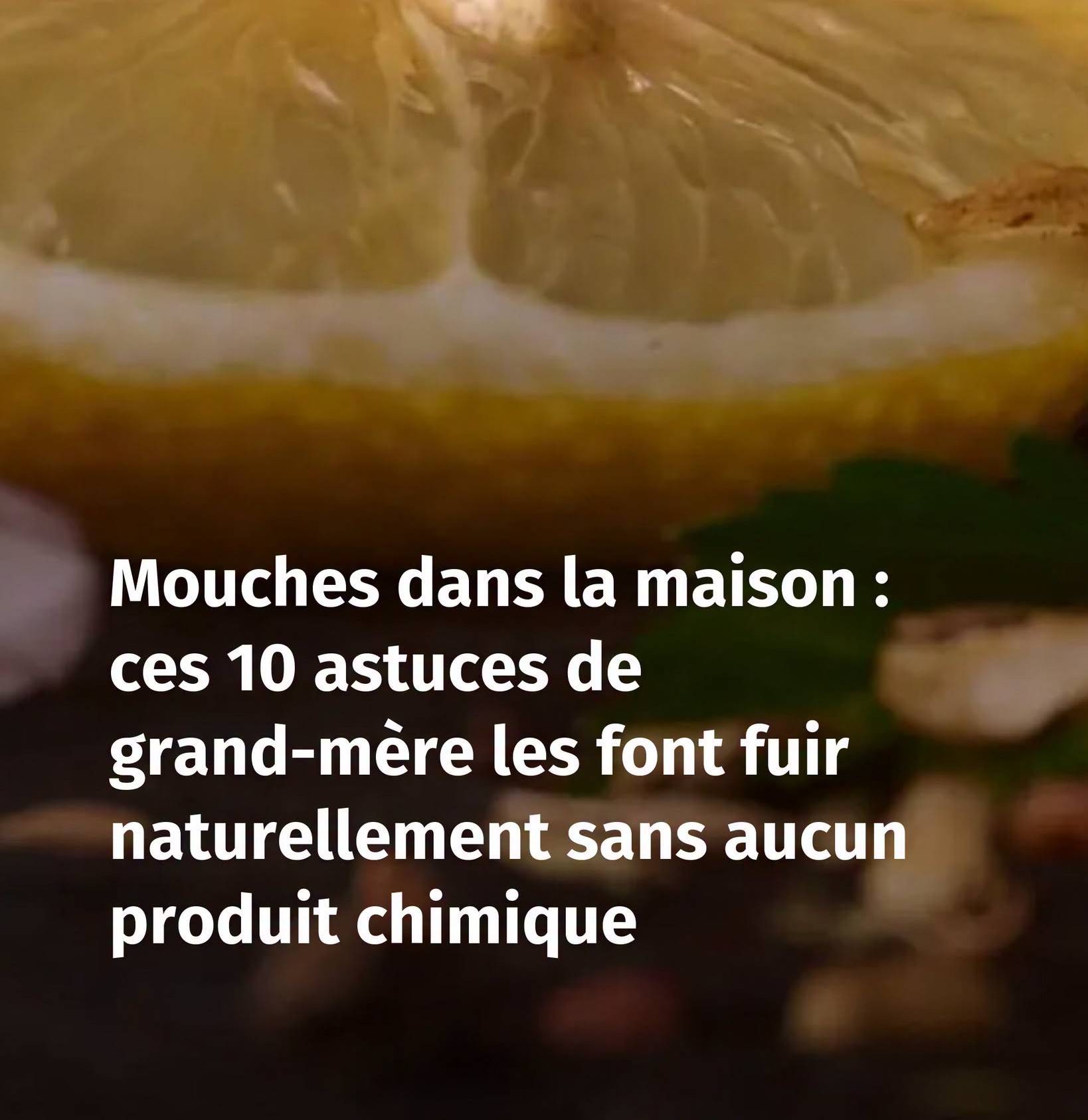 Mouches dans la maison : ces 10 astuces de grand-mère les font fuir naturellement sans aucun produit chimique