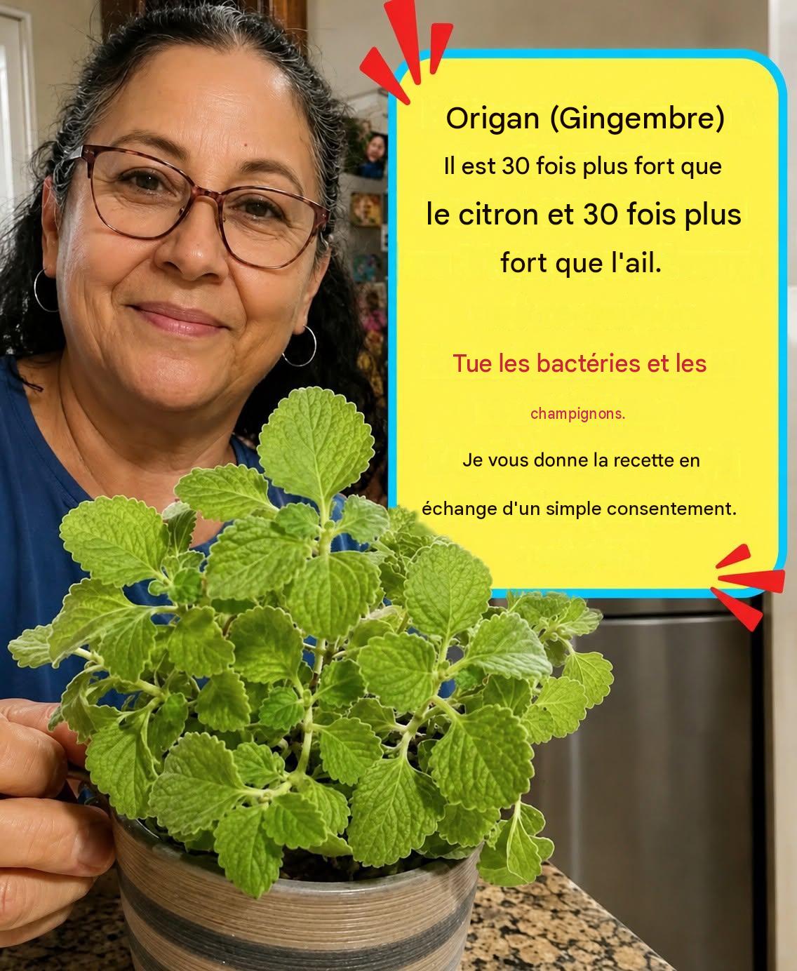 Origan mexicain : une herbe aromatique qui favorise le bien-être naturel et la santé des yeux