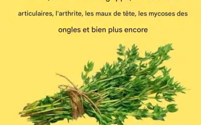 L’herbe la plus puissante : un remède naturel contre de multiples maux
