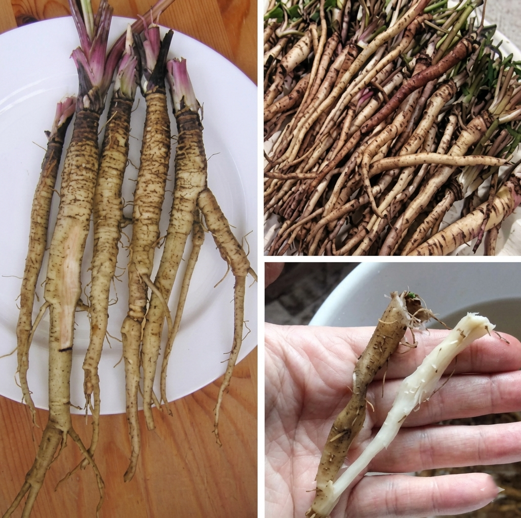 Une plante qui tue les cellules cancéreuses en seulement 48 heures ! Elle est cent fois plus efficace que la chimiothérapie.