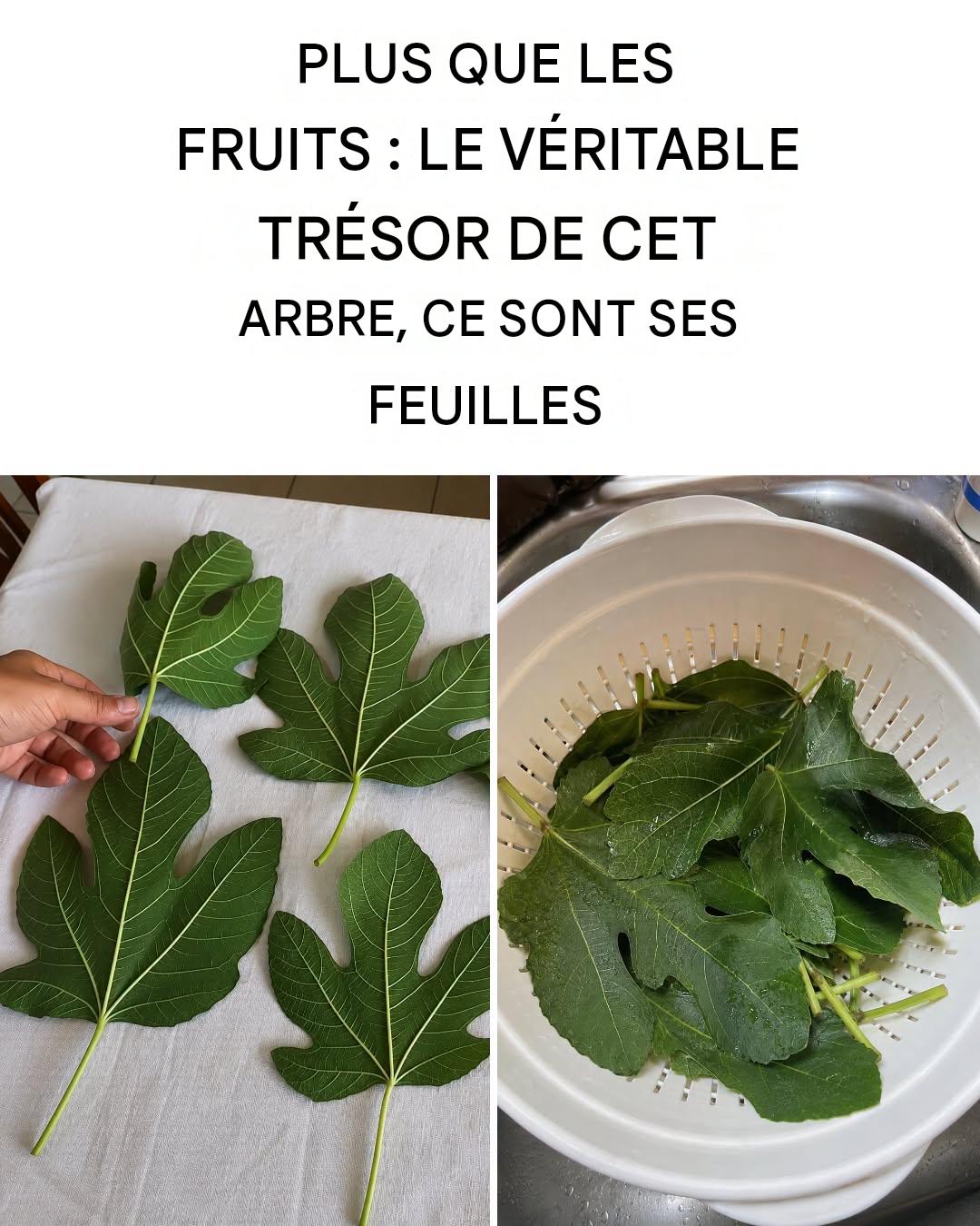Les bienfaits des feuilles de figuier et toutes les façons de les utiliser