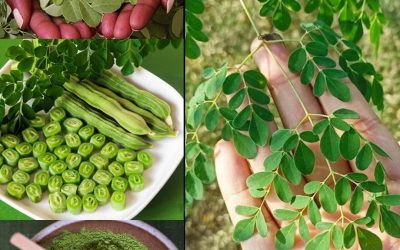 Moringa : Cette plante miracle révolutionne la nutrition