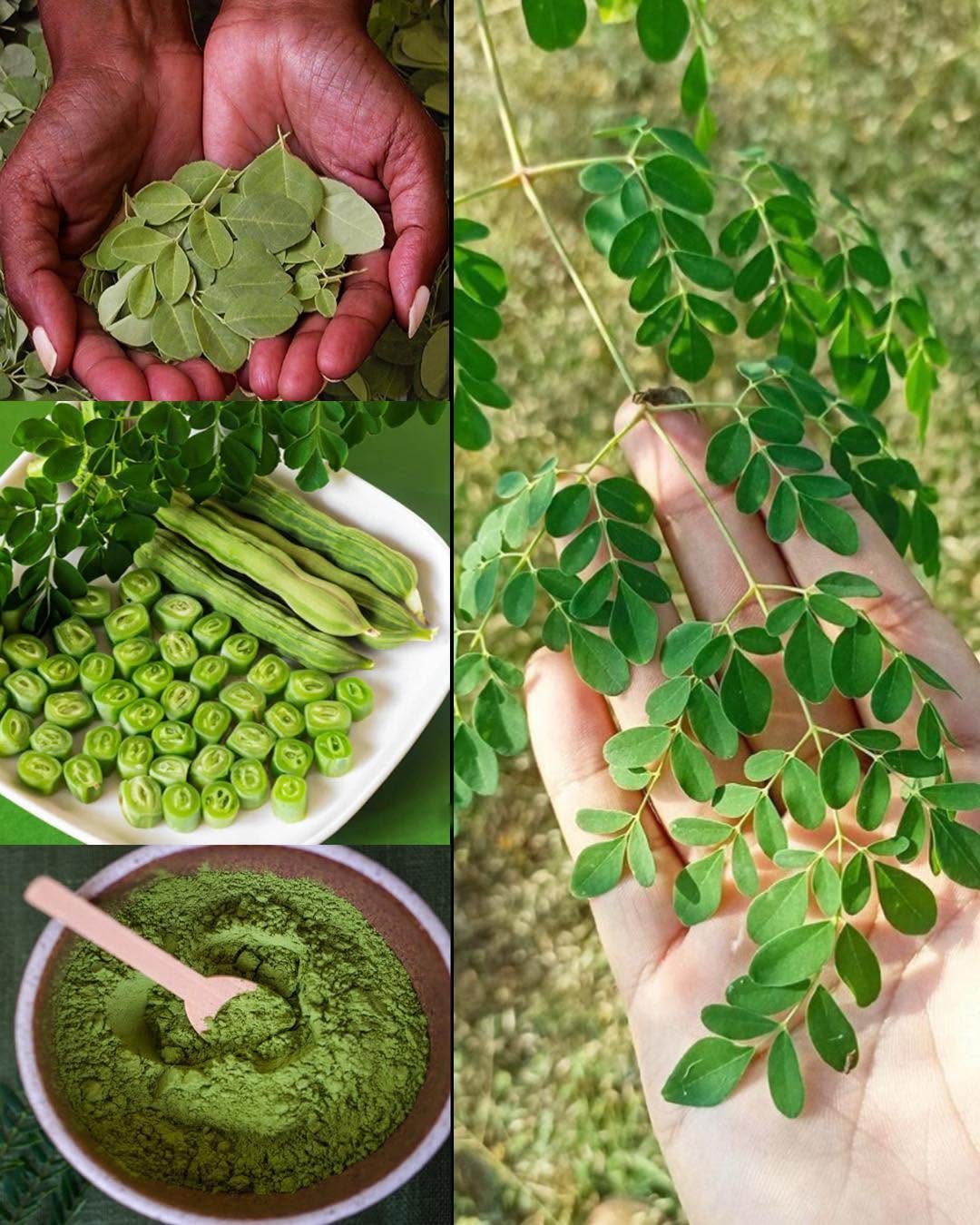 Moringa : Cette plante miracle révolutionne la nutrition