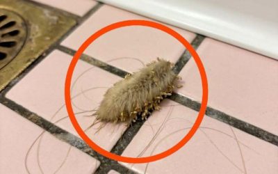 J’étais dans la salle de bain hier soir et j’ai trouvé ça par terre.