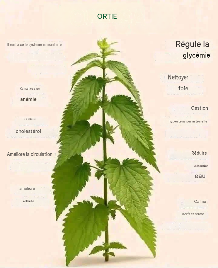 Recette purifiante et revitalisante à base d’ortie 👍👇