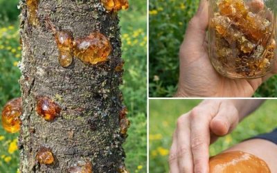 Peu de gens savent ce que la résine de bois naturelle peut faire – ses bienfaits et ses utilisations polyvalentes pourraient vous surprendre !