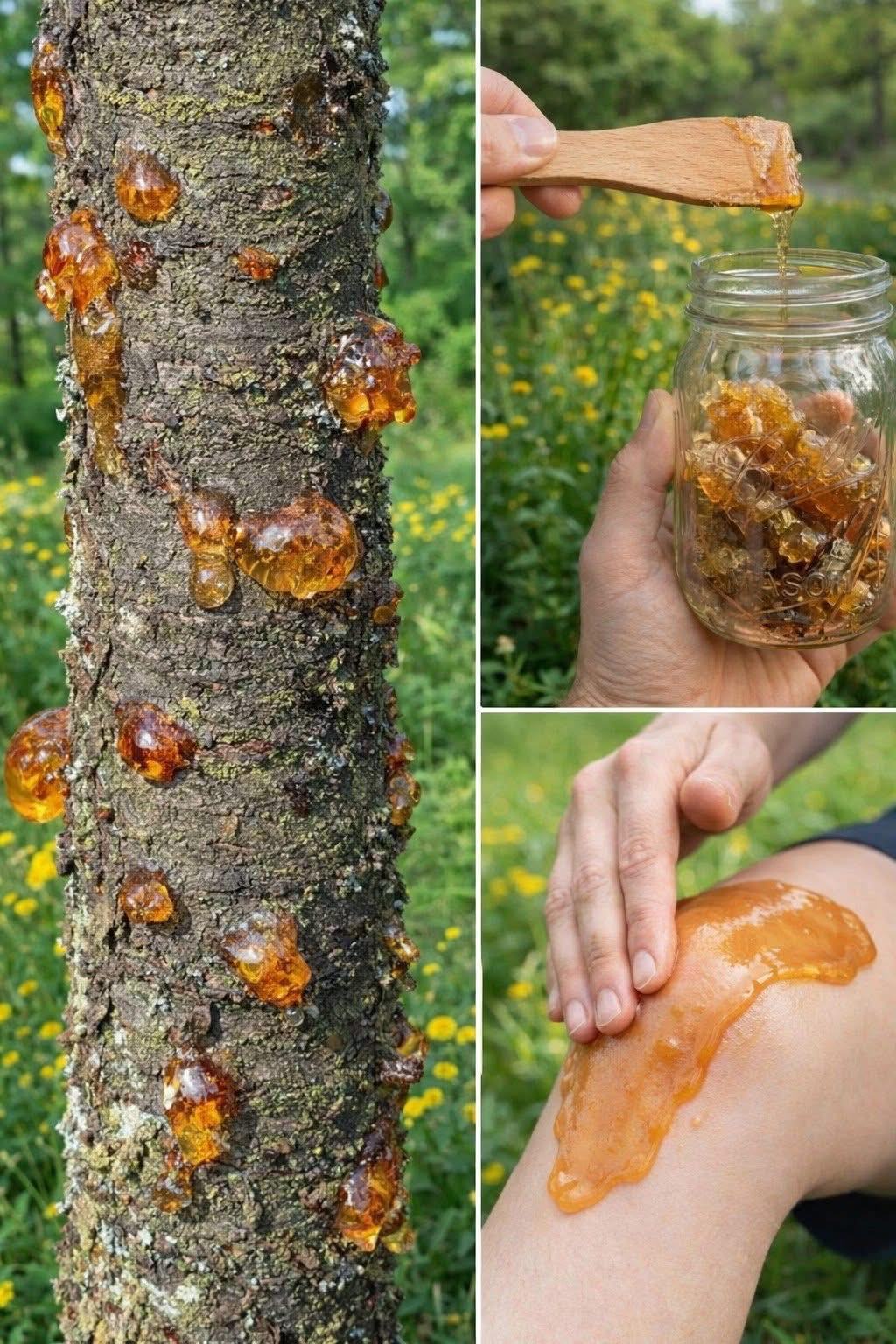 Peu de gens savent ce que la résine de bois naturelle peut faire – ses bienfaits et ses utilisations polyvalentes pourraient vous surprendre !