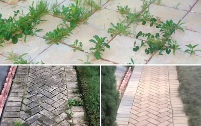 Comment éliminer les mauvaises herbes définitivement et naturellement