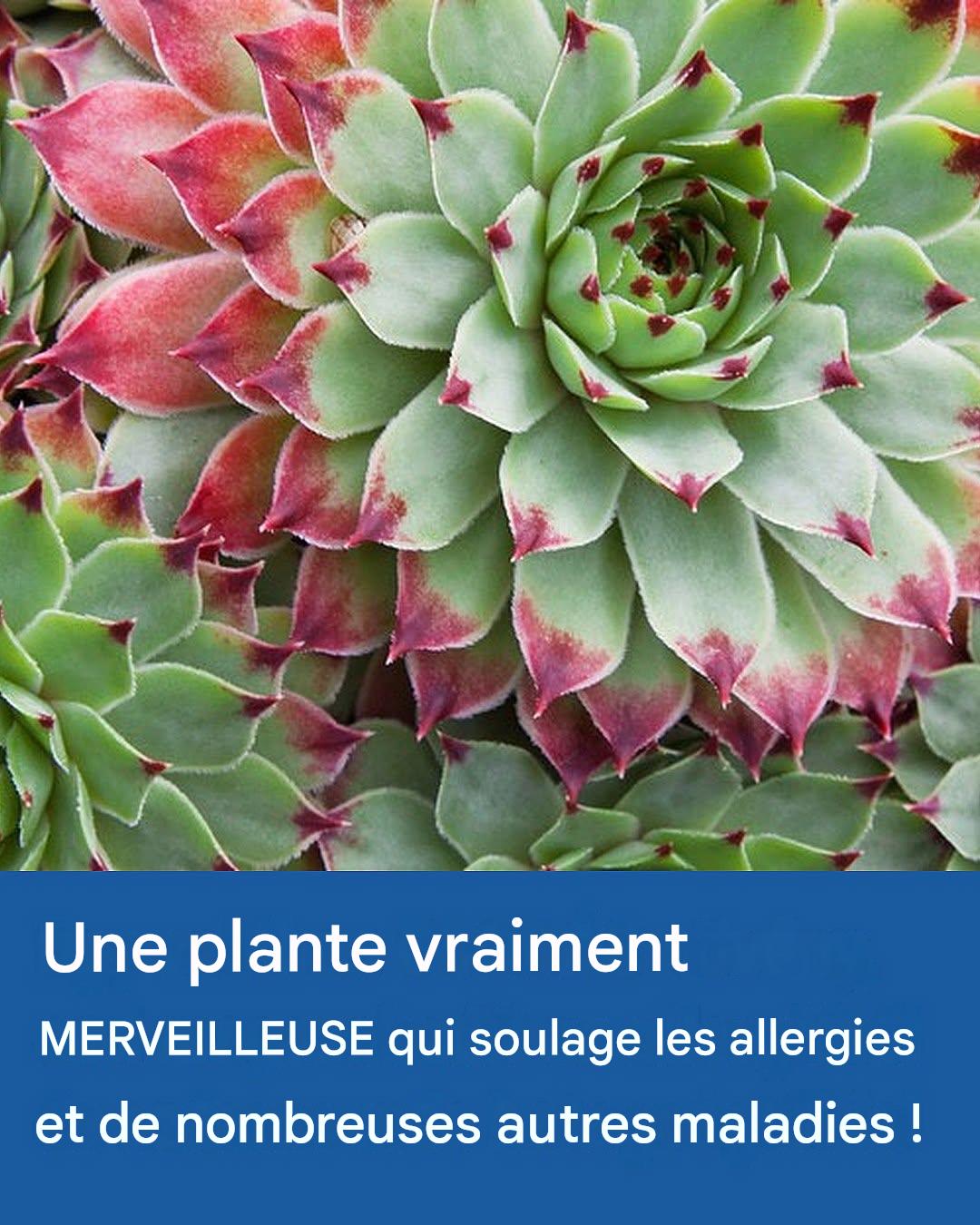 Une plante vraiment MERVEILLEUSE qui soulage les allergies et de nombreuses autres maladies !