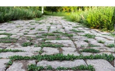 Ma grand-mère m’a appris cette astuce pour empêcher les mauvaises herbes de pousser en deux minutes, sans effort. Voici comment ça marche. Afficher plus