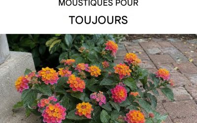 Comment prendre soin du lantana et le faire fleurir ? Cette fleur éloigne les moustiques et parfume toute la maison.
