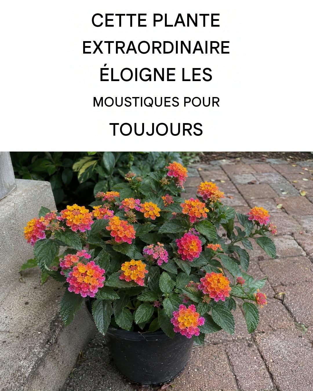 Comment prendre soin du lantana et le faire fleurir ? Cette fleur éloigne les moustiques et parfume toute la maison.