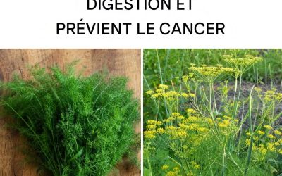 Fenouil sauvage : propriétés, bienfaits et utilisations naturelles
