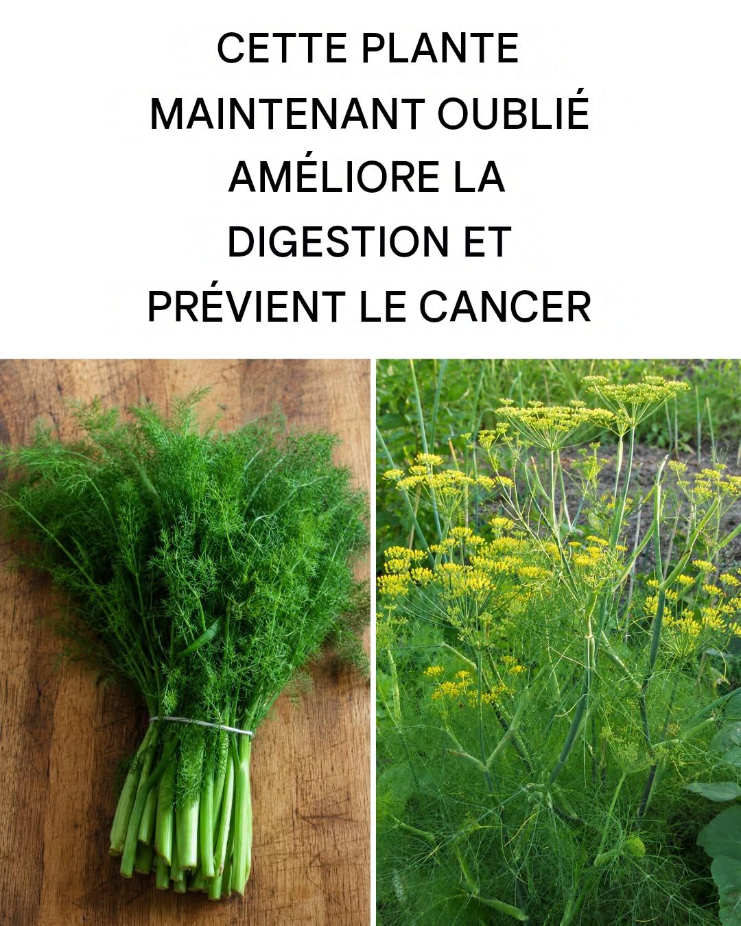 Fenouil sauvage : propriétés, bienfaits et utilisations naturelles