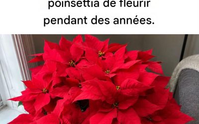 Comment faire fleurir un poinsettia : 4 astuces infaillibles pour éviter qu’il ne perde ses fleurs