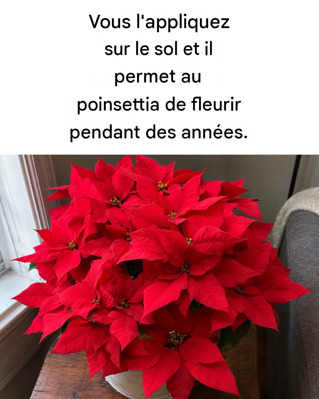 Comment faire fleurir un poinsettia : 4 astuces infaillibles pour éviter qu’il ne perde ses fleurs