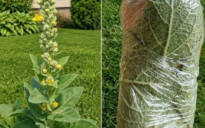 La plante qui pousse dans de nombreux jardins et que les gens utilisent depuis des générationsLa plante qui pousse dans de nombreux jardins et que les gens utilisent depuis des générations