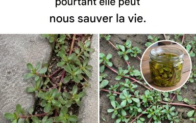 Le pourpier au jardin : 8 raisons de ne pas l’enlever