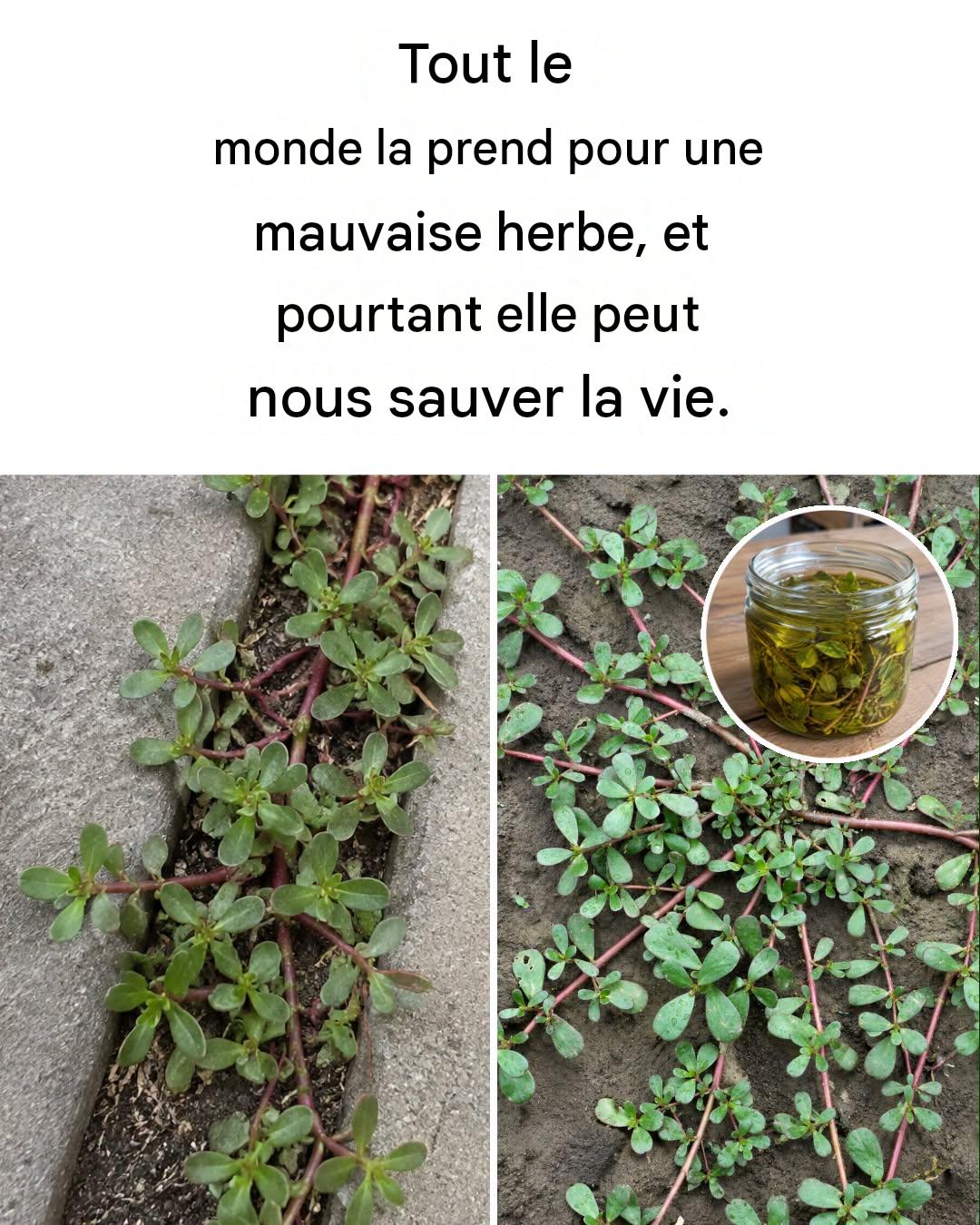 Le pourpier au jardin : 8 raisons de ne pas l’enlever