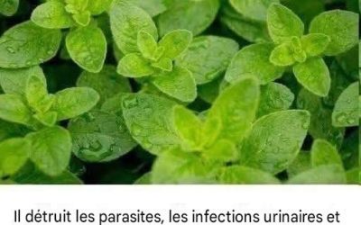 LA PLANTE LA PLUS PUISSANTE