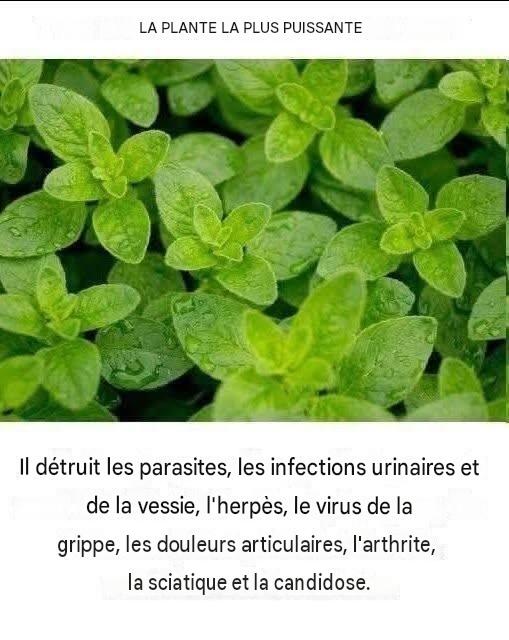 LA PLANTE LA PLUS PUISSANTE