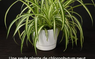 Phalanx : la plante qui purifie l’air de votre maison, une seule suffit pour éliminer les substances nocives.