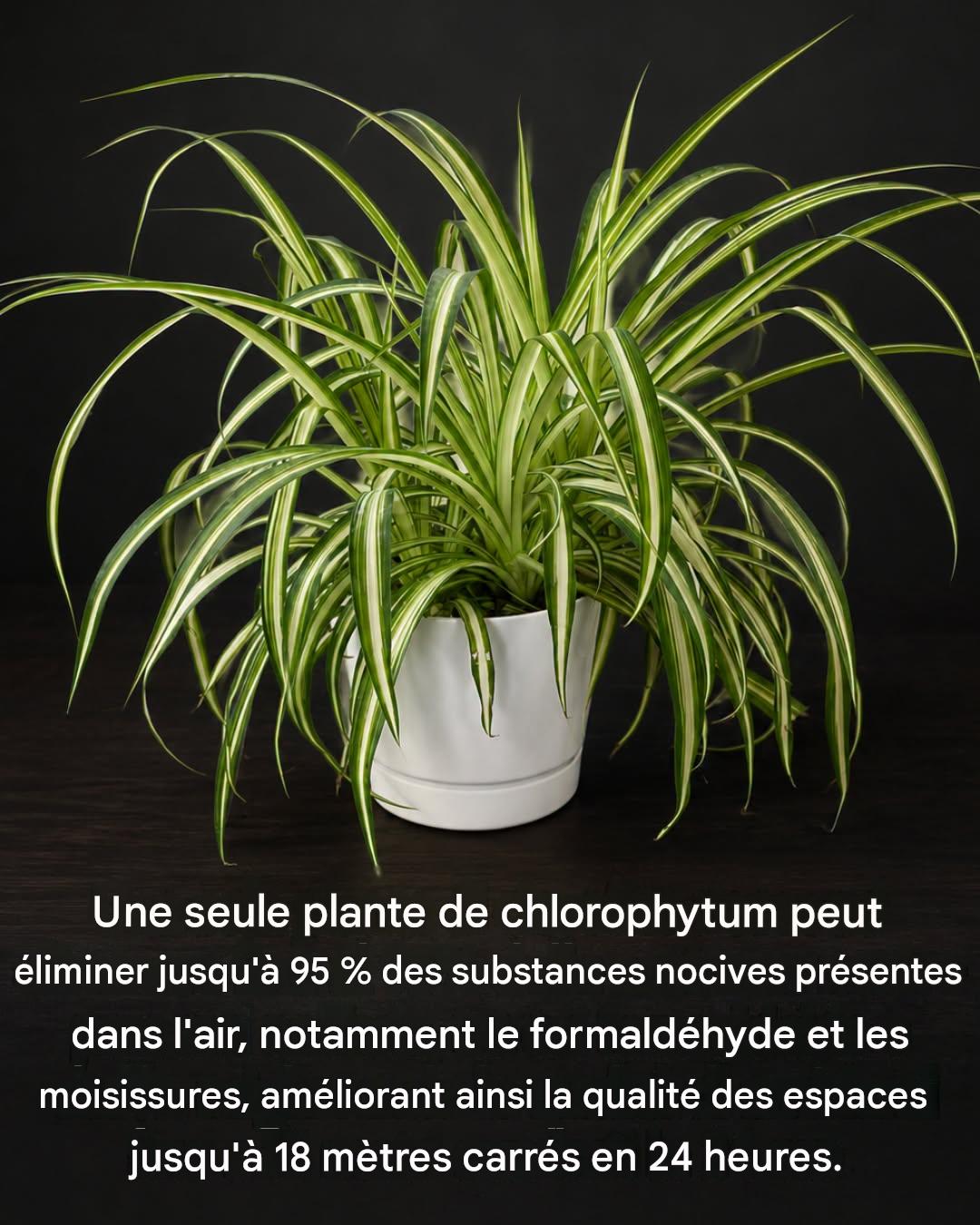Phalanx : la plante qui purifie l’air de votre maison, une seule suffit pour éliminer les substances nocives.
