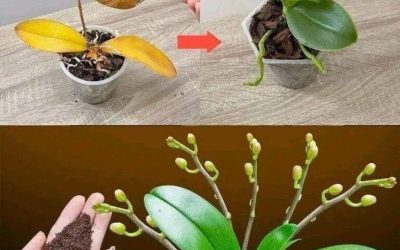 Une simple cuillère à café, et soudain l’orchidée se couvre miraculeusement de fleurs.