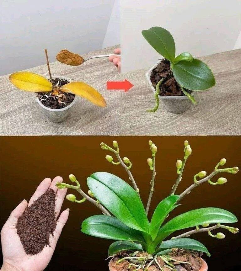 Une simple cuillère à café, et soudain l’orchidée se couvre miraculeusement de fleurs.