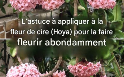 Comment faire fleurir une hoya (fleur de cire) pour obtenir des centaines de fleurs