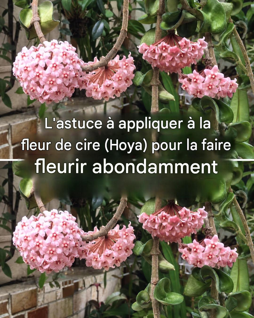 Comment faire fleurir une hoya (fleur de cire) pour obtenir des centaines de fleurs