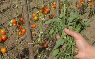 🍅Pourquoi faut-il retirer les feuilles des tomates et comment le faire correctement ? Des producteurs expérimentés partagent leurs conseils éprouvés !