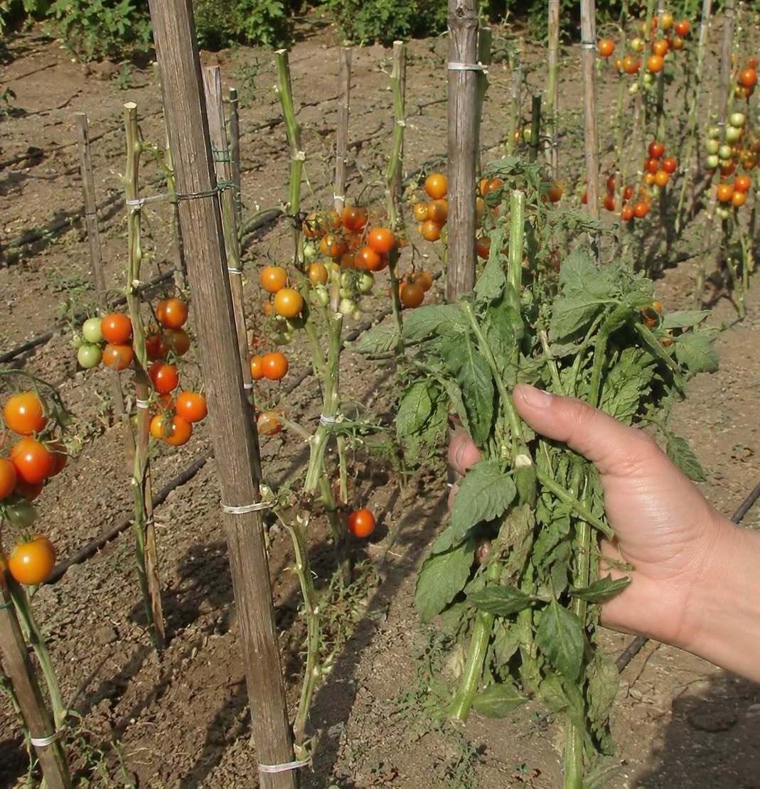 🍅Pourquoi faut-il retirer les feuilles des tomates et comment le faire correctement ? Des producteurs expérimentés partagent leurs conseils éprouvés !