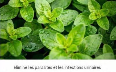 C’est l’une des plantes les plus puissantes au monde.