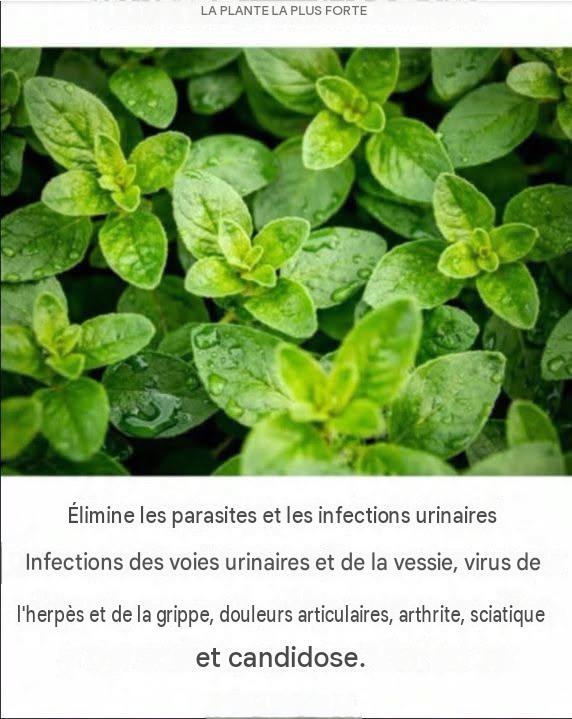 C’est l’une des plantes les plus puissantes au monde.