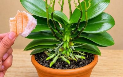 Placez un morceau sous une orchidée : 100 nouvelles pousses pousseront et fleuriront toute l’année !