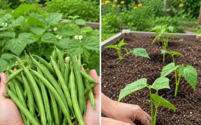 Que planter en août ? 7 variétés de légumes pour une récolte d’automne abondante !