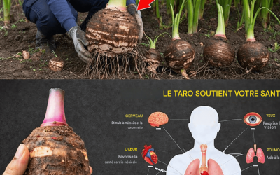 Le taro : un superaliment méconnu qui peut transformer votre énergie, votre digestion et votre bien-être général