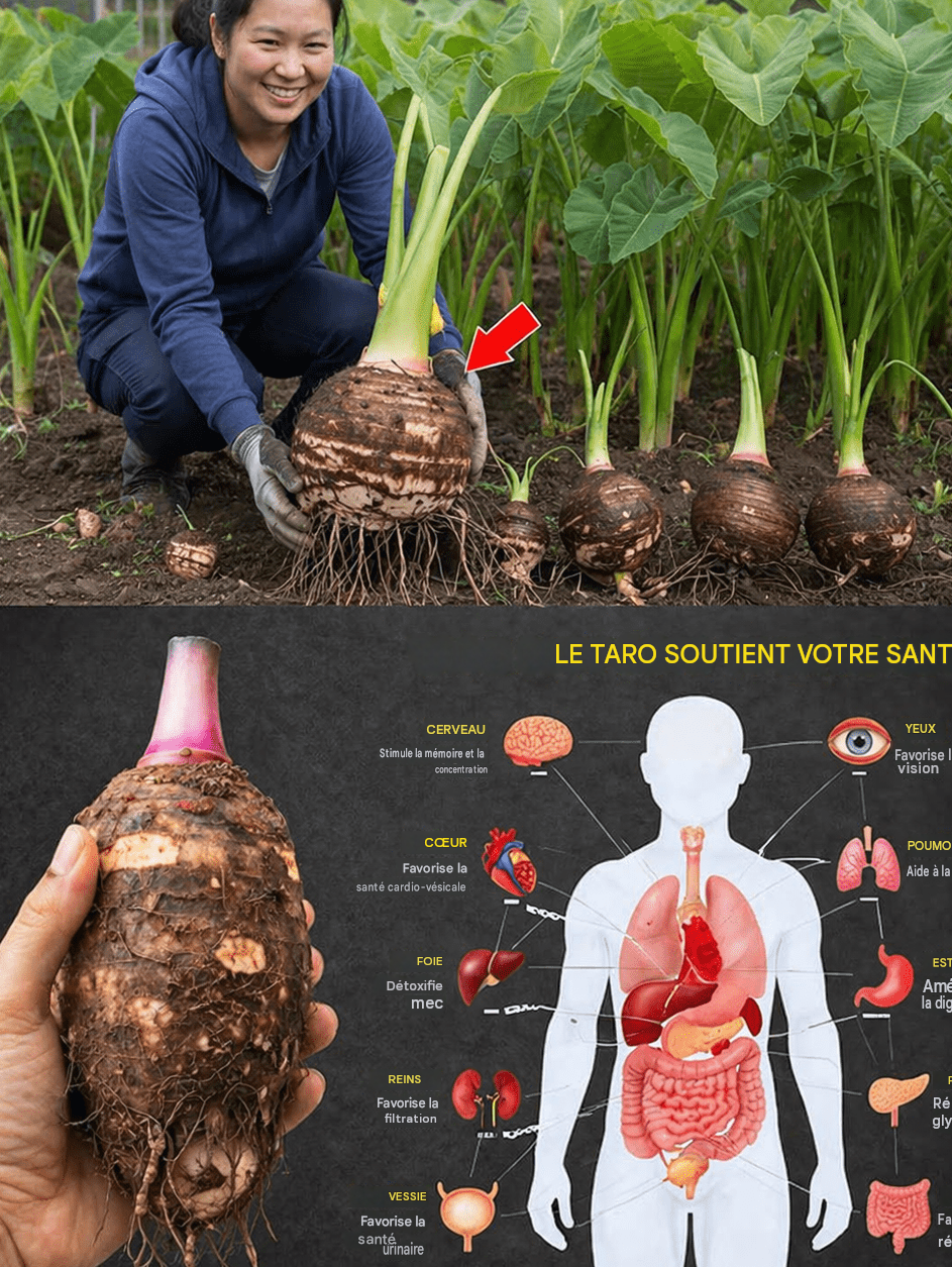 Le taro : un superaliment méconnu qui peut transformer votre énergie, votre digestion et votre bien-être général