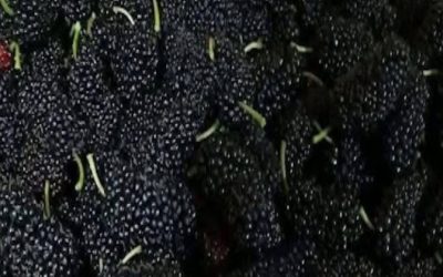 Mûres : le superfruit sucré dont votre corps vous remerciera