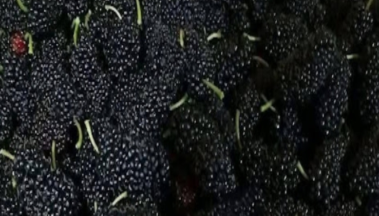 Mûres : le superfruit sucré dont votre corps vous remerciera