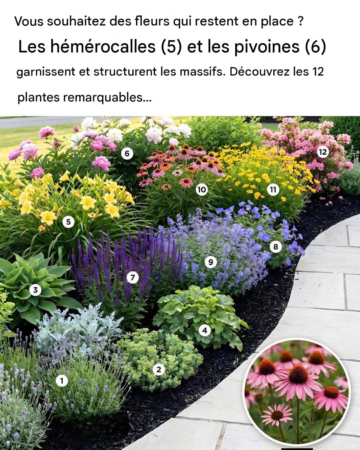 12 fleurs sans dégâts pour des bordures impeccables