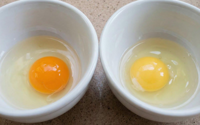 Devinez lequel de ces jaunes d’œufs provient d’une poule en bonne santé