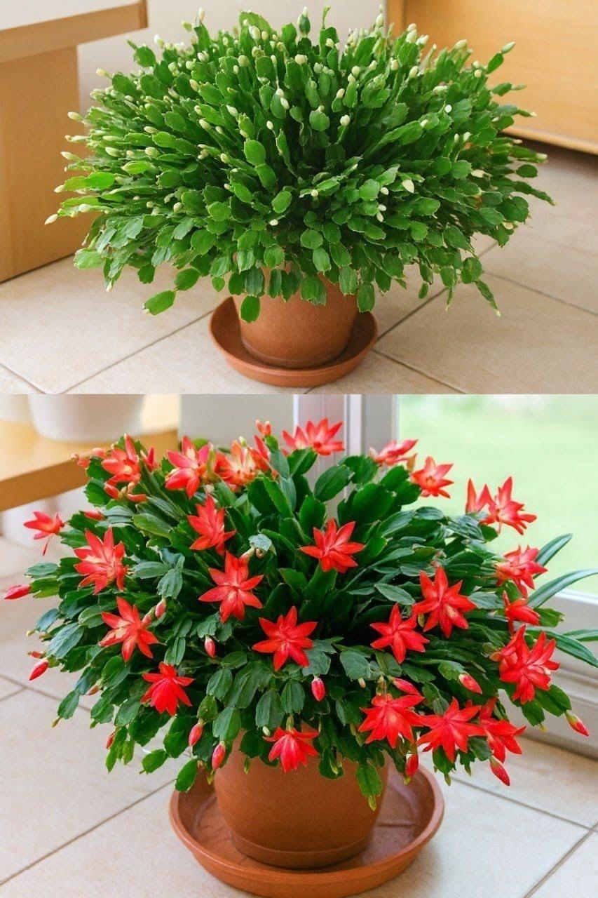 Comment faire fleurir votre cactus de Noël avec un simple ingrédient de cuisine